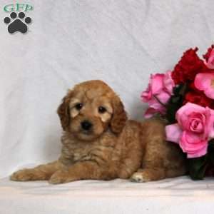 Magnus, Mini Goldendoodle Puppy